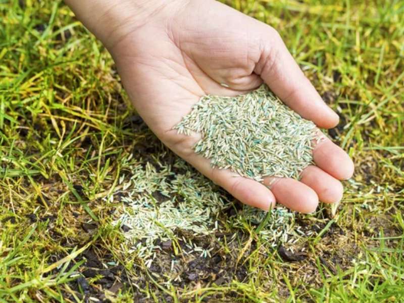 najboljše seme za travo